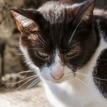 Quark, Negro/Blanco male senior European Shorthair for adoption at Aldea Felina Denia, Denia (Alicante)