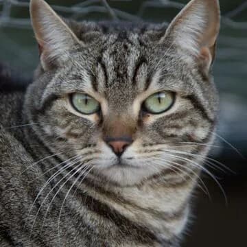 Unai, Tabby male senior European Shorthair for adoption at Aldea Felina Denia, Denia (Alicante)