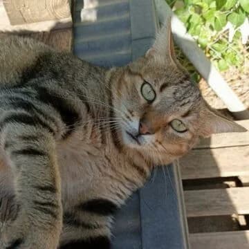 Zelda, Tabby female 5yo European Shorthair for adoption at Aldea Felina Denia, Denia (Alicante)