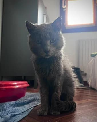 Camarada, male 5yo Mixed Breed for adoption at Alma Animal Asturias