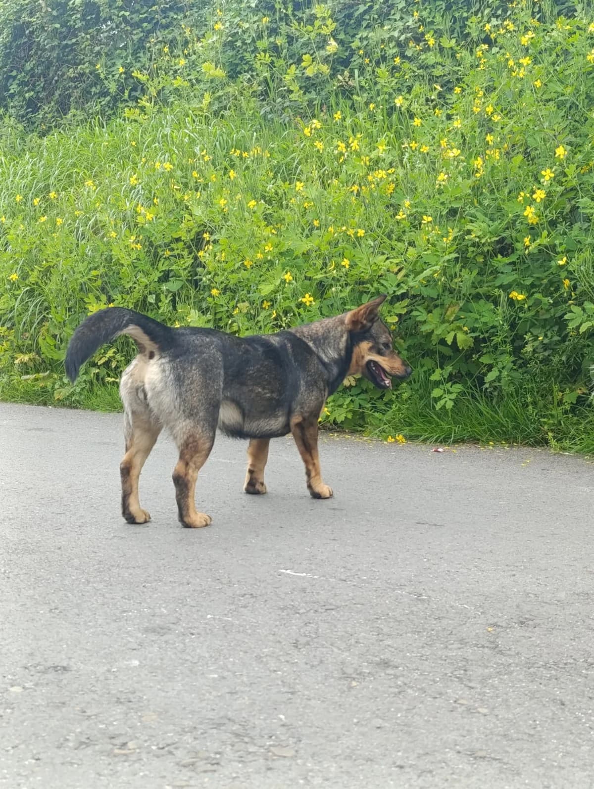 Luna, female young Mixed Breed for adoption at Alma Animal Asturias