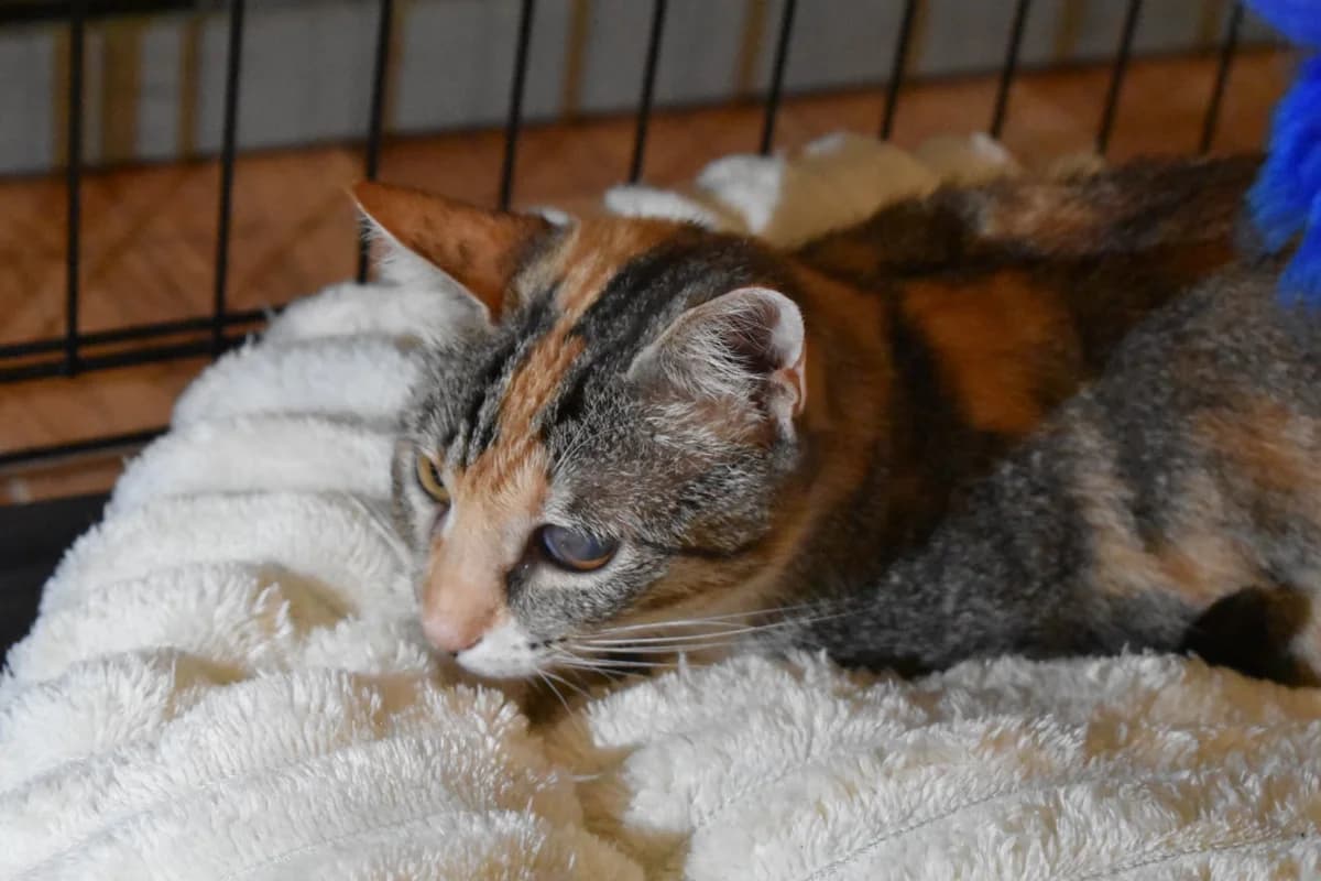 Xena, female young Mixed Breed for adoption at Alma Animal Asturias