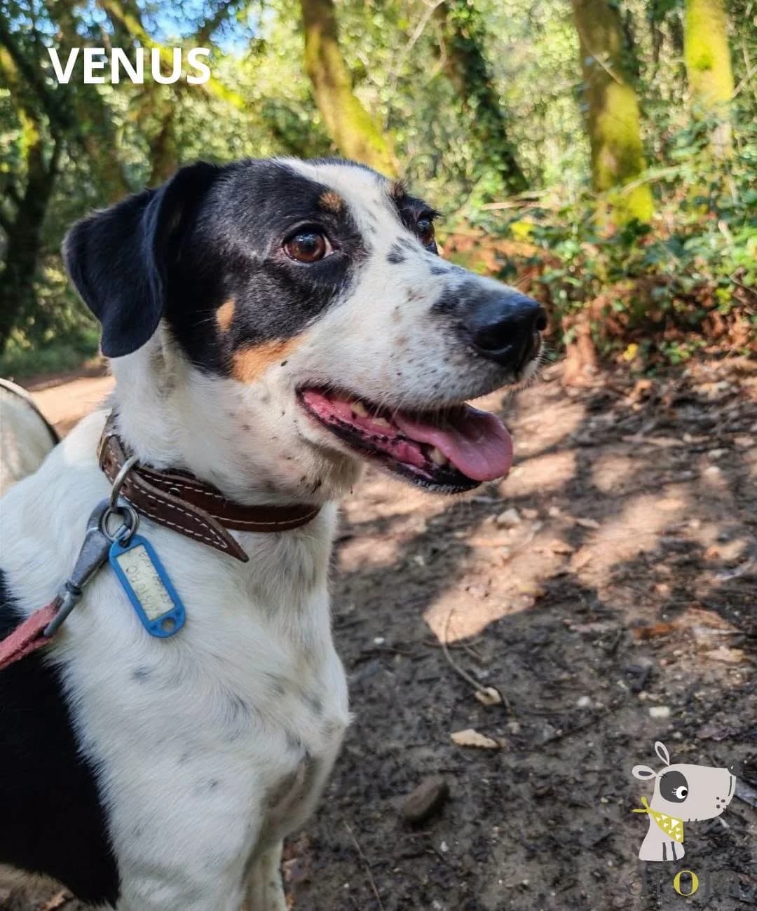 Venus, Mixed Breed for adoption at Aloia Protectora, Tui