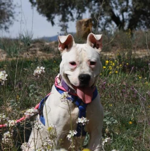 Stewie, male 4yo Mixed Breed for adoption at A.D.A. Noguera