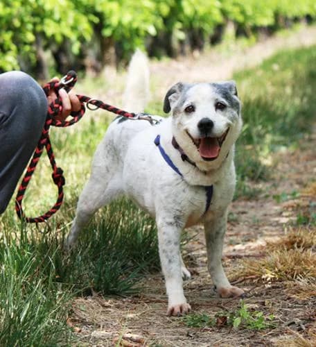 Miley, female senior Mixed Breed for adoption at A.D.A. Noguera