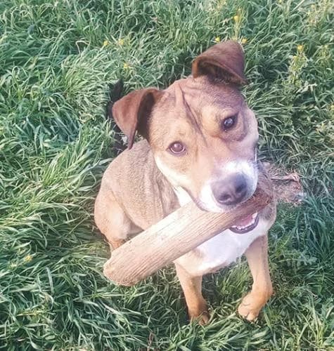 Garbanso, male 3yo Mixed Breed for adoption at A.D.A. Noguera