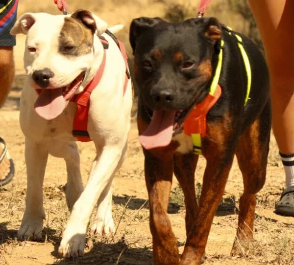 Shanti & Sid (conjunta), female 3yo British Shorthair for adoption at A.D.A. Noguera