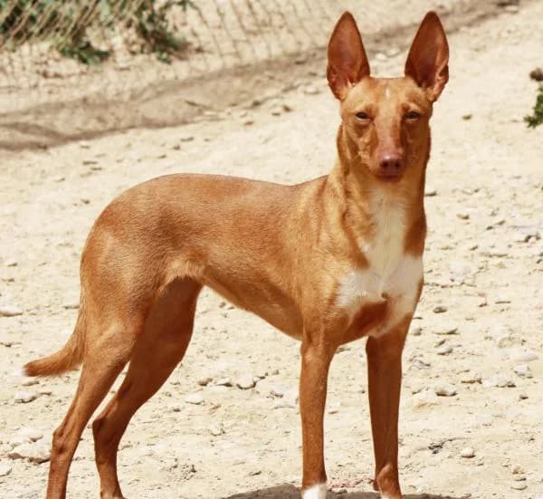 Lynn, female 3yo Mixed Breed for adoption at A.D.A. Noguera