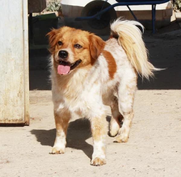 Saint, male young Collie for adoption at Second Chance Animal Rescue, Southampton