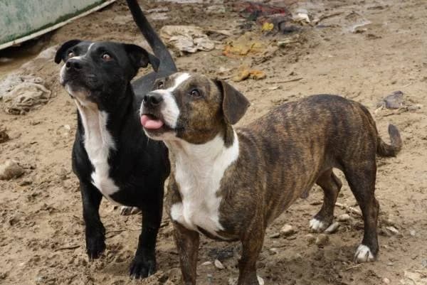 Hulk y Hogan, male senior Mixed Breed for adoption at A.D.A. Noguera