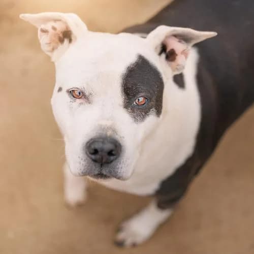 Musa, female senior Mixed Breed for adoption at A.D.A. Noguera