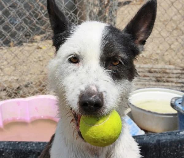 Kiss, female senior Mixed Breed for adoption at A.D.A. Noguera