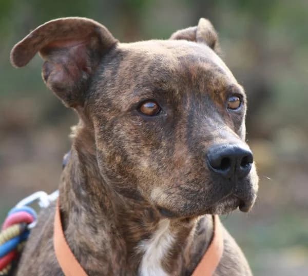 Corso, male senior Mixed Breed Cat for adoption at A.D.A. Noguera
