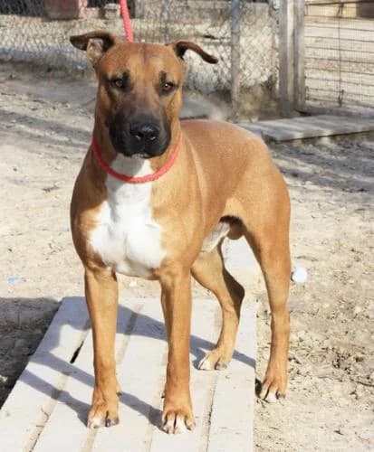 Gordon, male senior Mixed Breed for adoption at A.D.A. Noguera