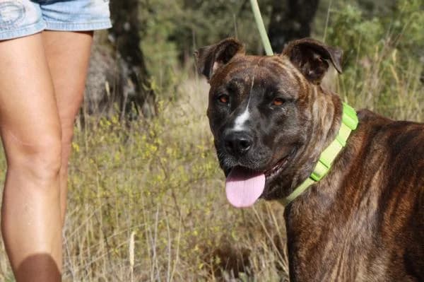Jocker, male senior Mixed Breed for adoption at A.D.A. Noguera