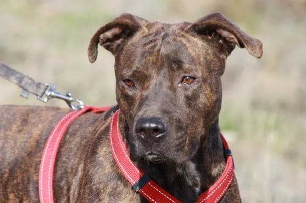 Tecla, female senior Mixed Breed for adoption at A.D.A. Noguera