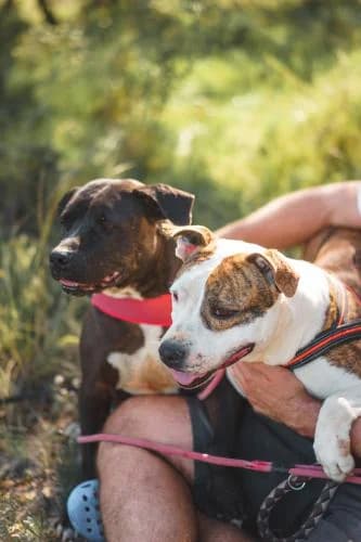 Yolander & Bentley, female senior Mixed Breed for adoption at A.D.A. Noguera
