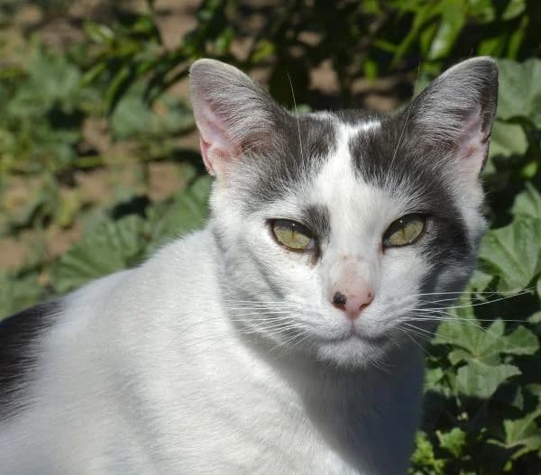 Troncho, male senior Mixed Breed for adoption at A.D.A. Noguera