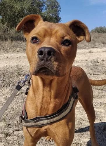 Bruno, male 7yo Mixed Breed for adoption at A.D.A. Noguera