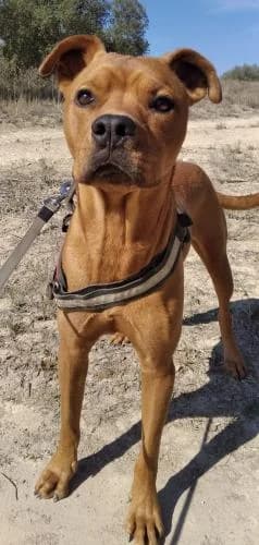ANÉMONE, Tigrée grise female 5yo Mixed Breed for adoption at Chiens Chats & Compagnie (Nantes), Nantes