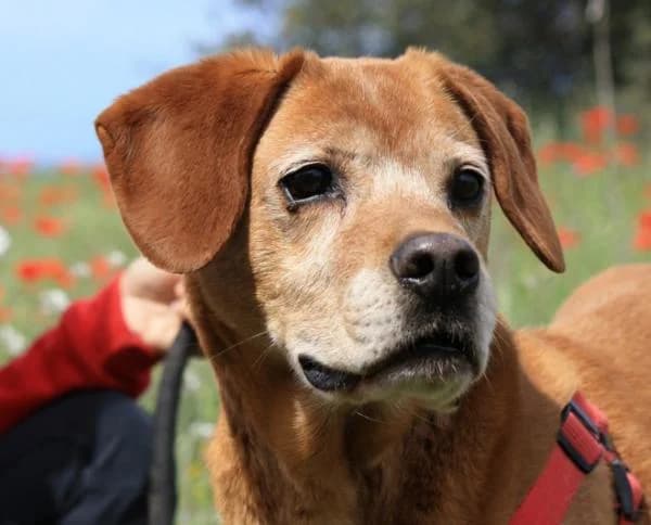 Raul, male senior Pit Bull Terrier for adoption at Canile Rifugio degli Iblei
