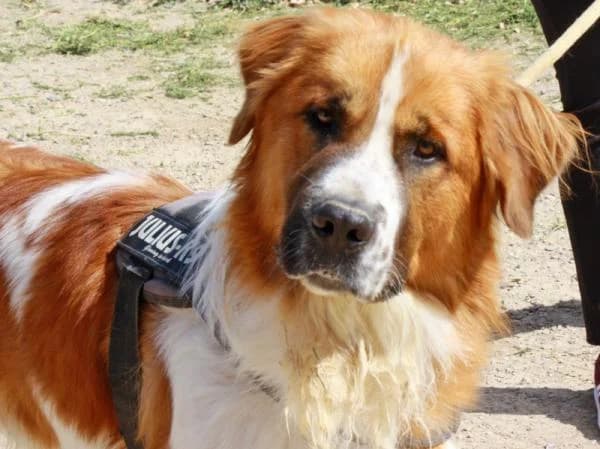 Mango, male 5yo Mixed Breed for adoption at A.D.A. Noguera