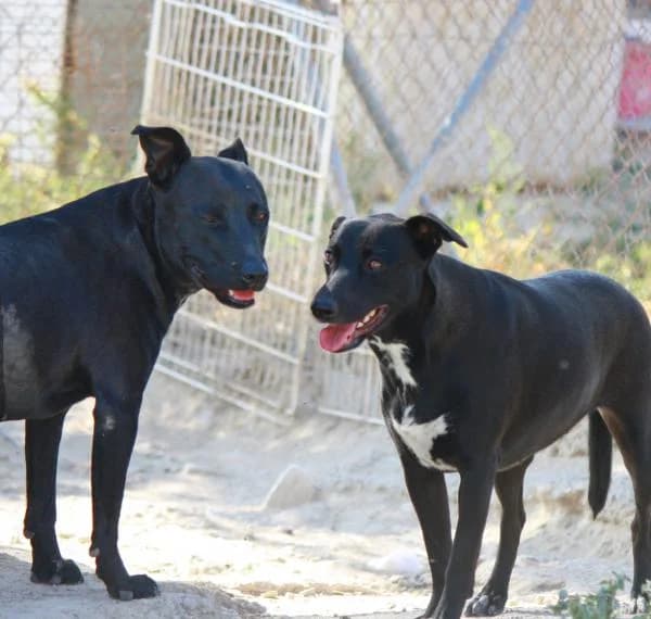 Ayana & Shani, female 4yo Mixed Breed for adoption at A.D.A. Noguera