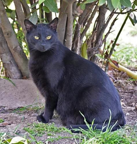 Guisante, male 7yo Mixed Breed for adoption at A.D.A. Noguera