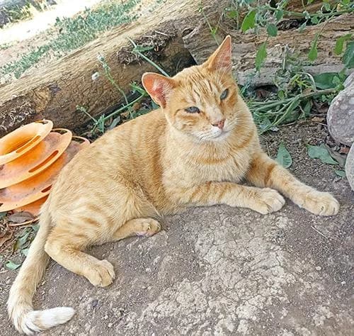 Rudolf, male senior mixed breed for adoption at A.D.A. Noguera