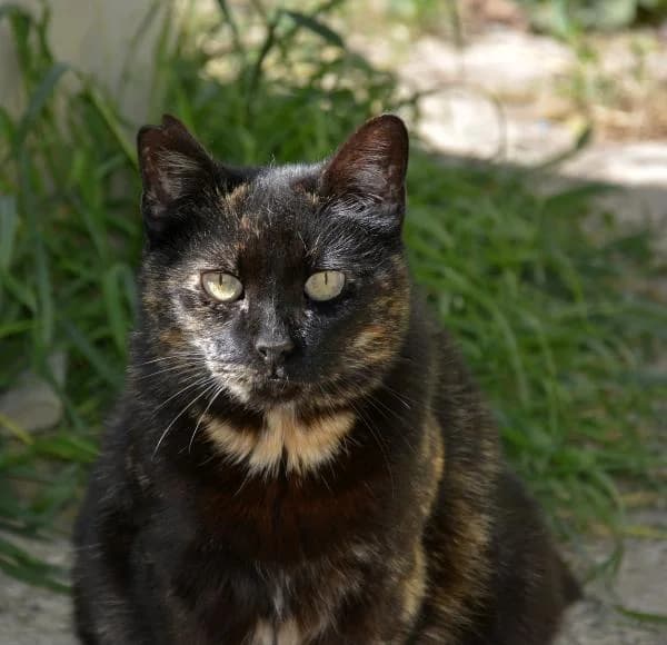Dark, female senior mixed breed for adoption at A.D.A. Noguera