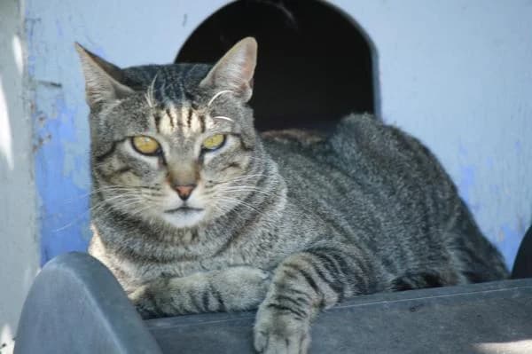 Fer, male senior American Bully for adoption at A.D.A. Noguera