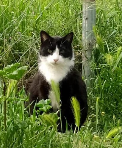 Domenico, male senior European Shorthair for adoption at A.D.A. Noguera