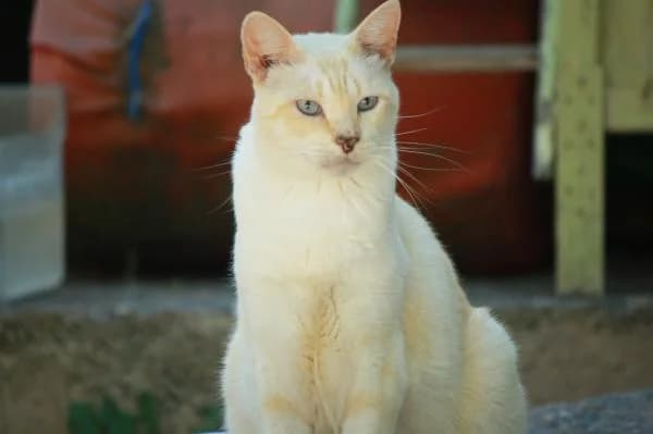 Mauricio, male senior European Shorthair for adoption at A.D.A. Noguera
