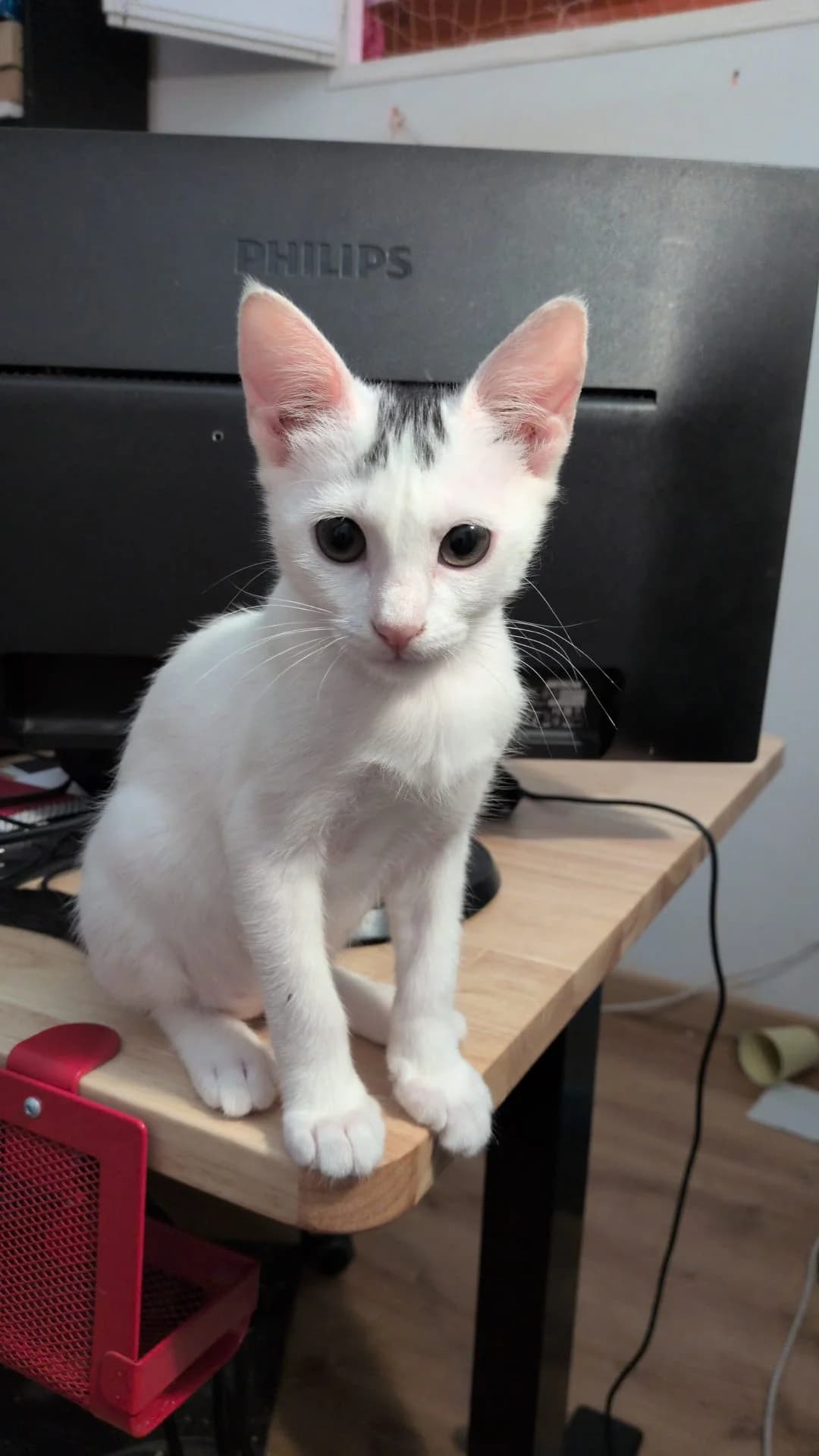 MAIOL, male Mixed Breed for adoption at Amics i Protectors dels Gats