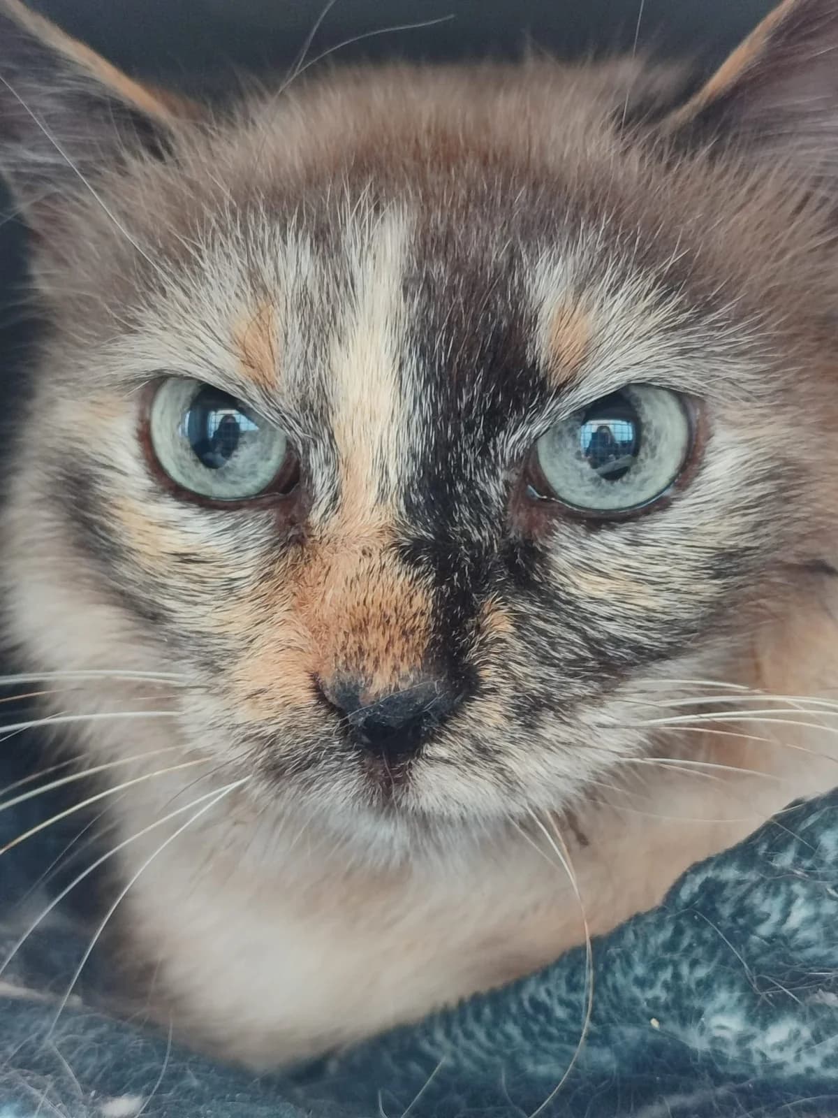 PERLITA, female senior Mixed Breed for adoption at Amics i Protectors dels Gats