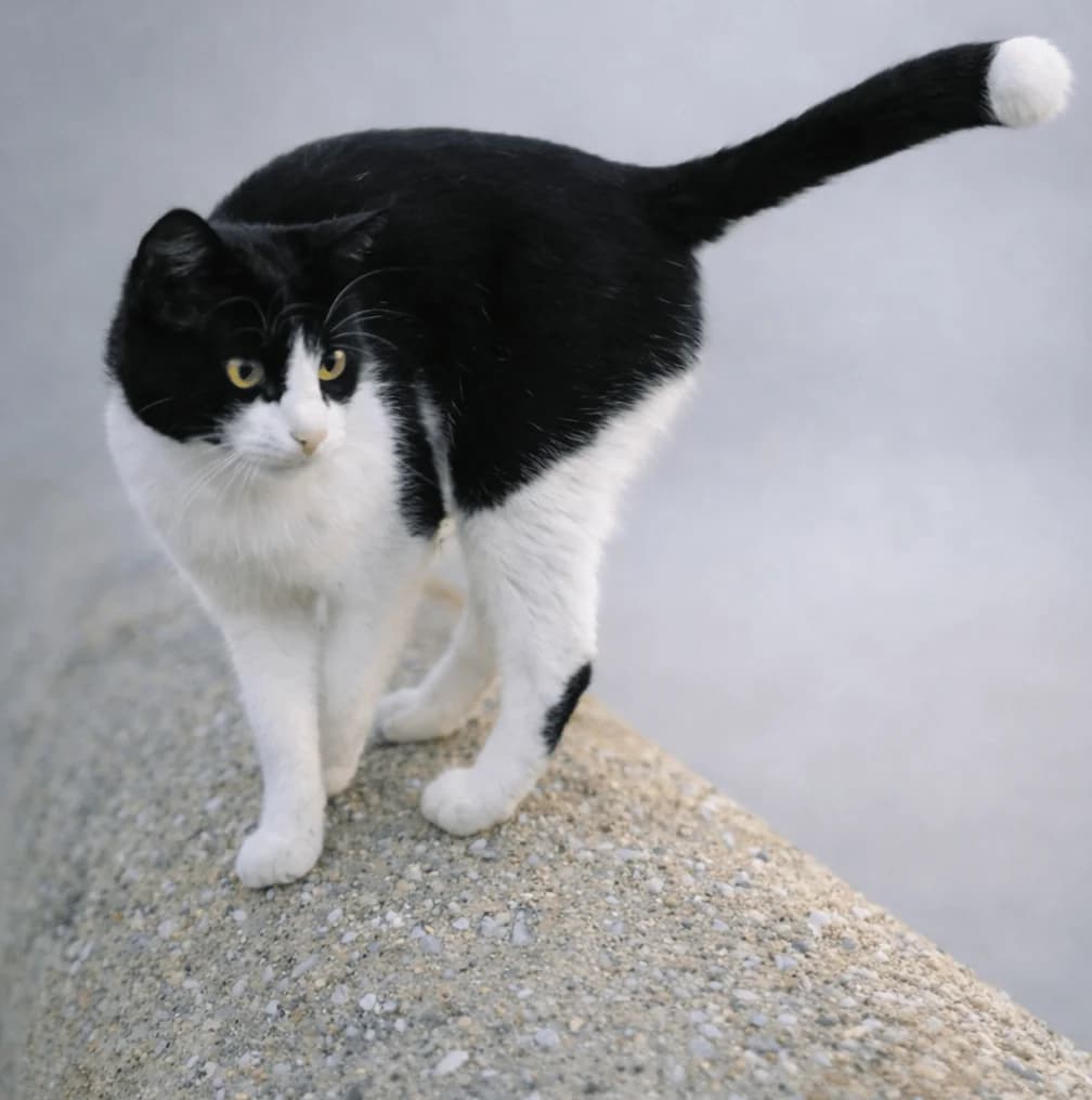 PITINGO, male Mixed Breed for adoption at Amics i Protectors dels Gats
