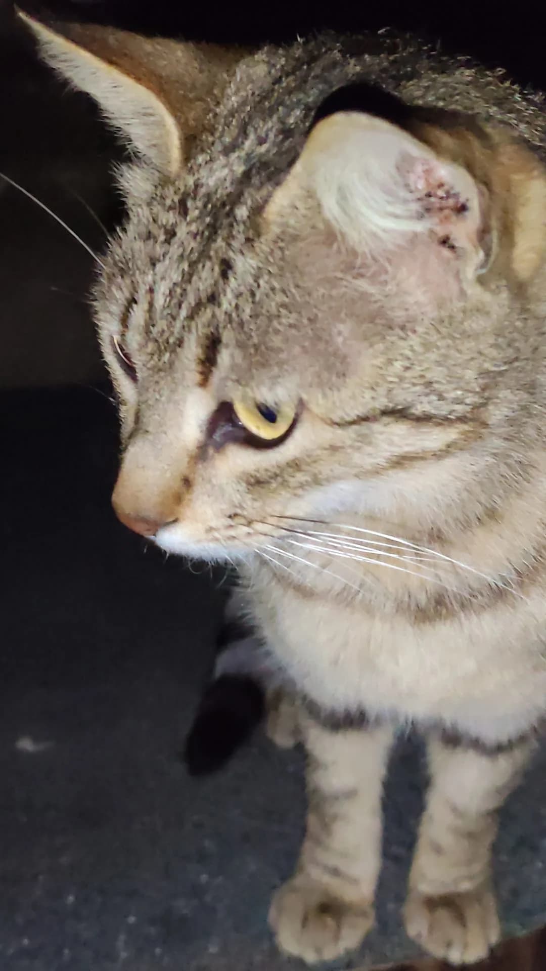WINONA, female young Mixed Breed for adoption at Amics i Protectors dels Gats
