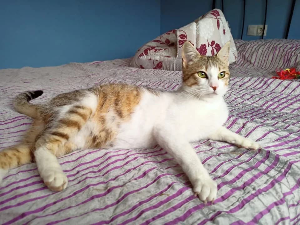 Babby, female 5yo European Shorthair for adoption at SPA Teruel Amigo Mío