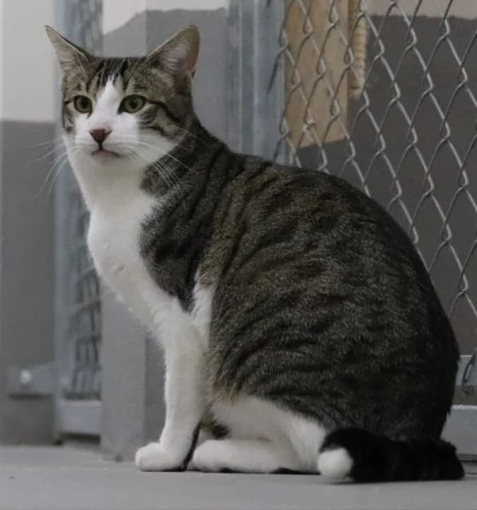 Ross, male 4yo European Shorthair for adoption at SPA Teruel Amigo Mío