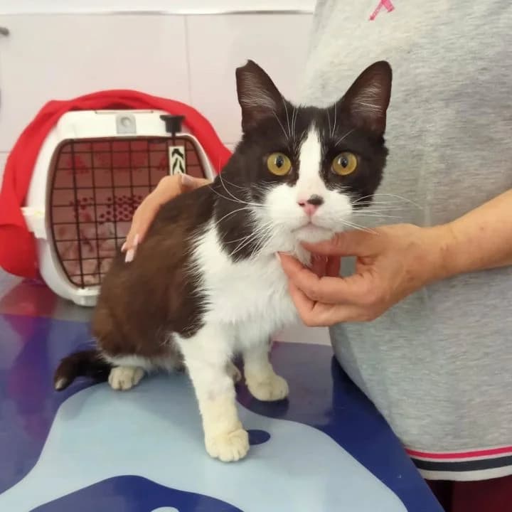 Felipe (Oreo), male 4yo European Shorthair for adoption at SPA Teruel Amigo Mío