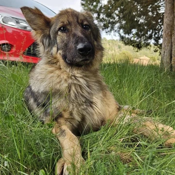 Mila, female senior Mixed Breed for adoption at SPA Teruel Amigo Mío