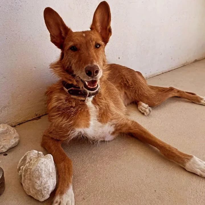 Iris, female 6yo Mixed Breed for adoption at SPA Teruel Amigo Mío