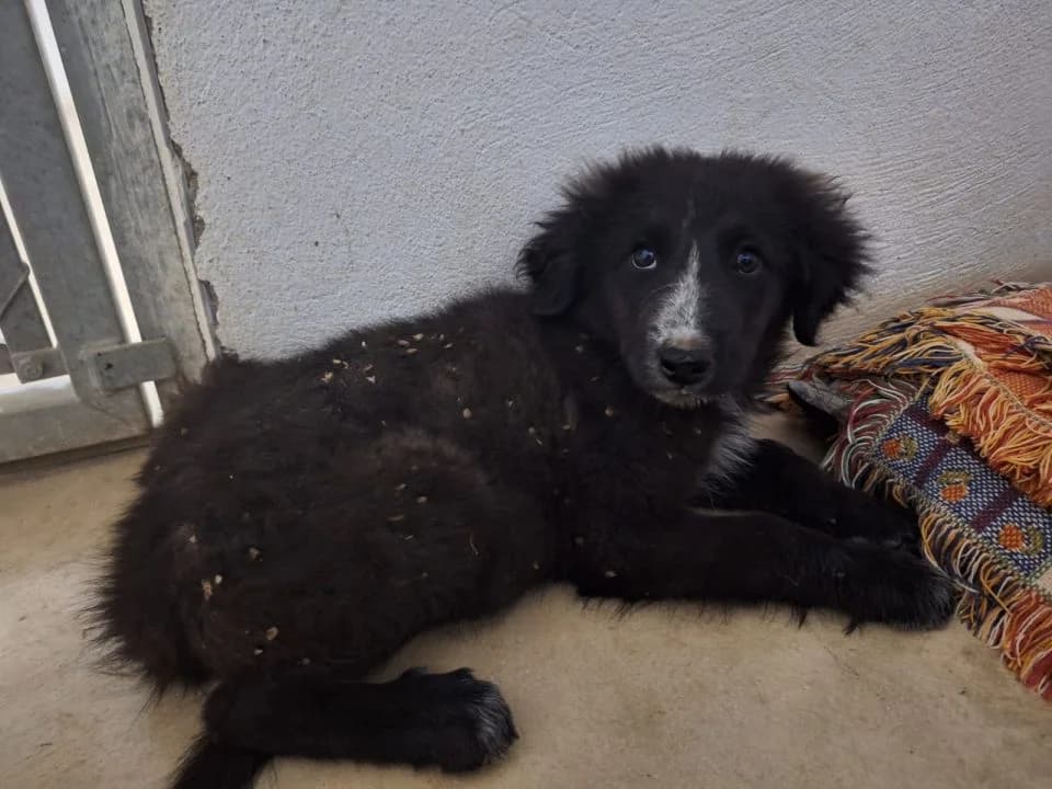 Maya, female puppy Mixed Breed for adoption at SPA Teruel Amigo Mío