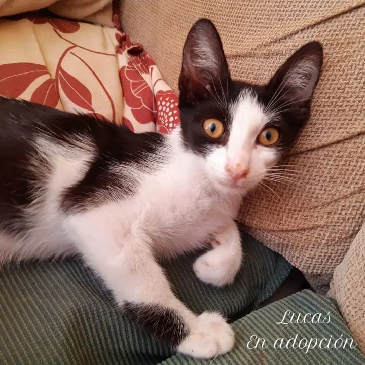 Lucas, male puppy European Shorthair for adoption at SPA Teruel Amigo Mío