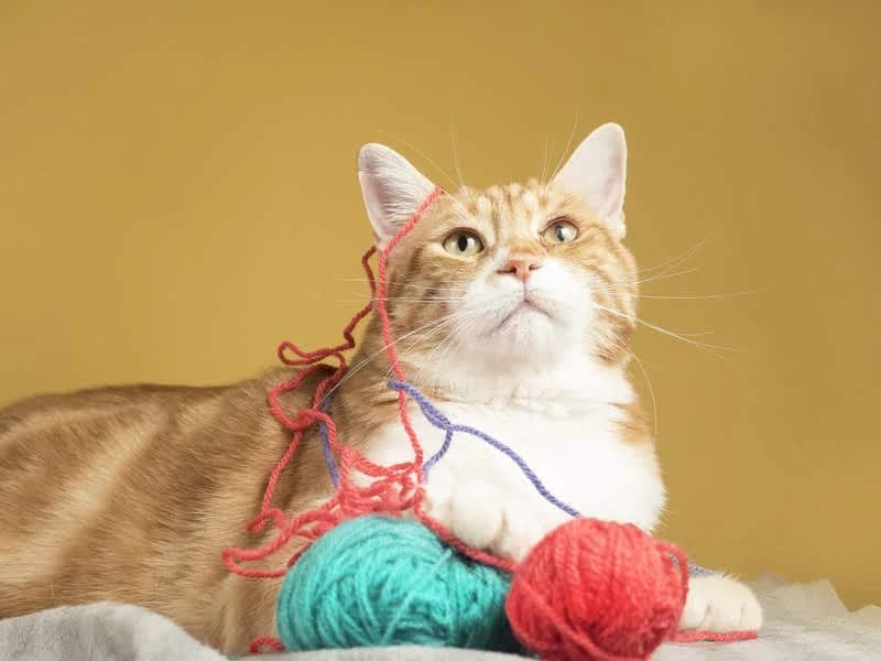 DUENDE, UN GATITO “ROBACORAZONES”, male young Mixed Breed for adoption at Amigos X Los Animales