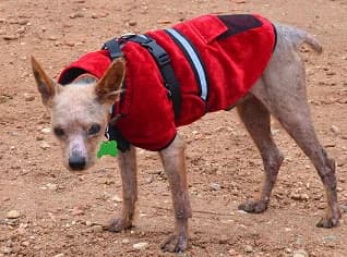 VALOR, «CUANDO CREES QUE LO HAS VISTO TODO», male Mixed Breed for adoption at Amigos X Los Animales