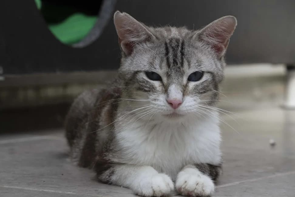OKELO, OJOS AZULES COMO EL MAR, male European Shorthair for adoption at Amigos X Los Animales