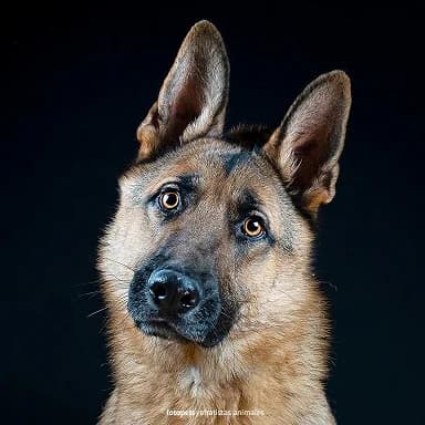 FARTY, UN PERRO ESPECIAL Y ¡¡DIFERENTE, male puppy German Shepherd for adoption at Amigos X Los Animales
