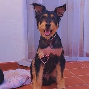 ROCKY, EL PERRO GATO, male 7yo Mixed Breed for adoption at Amigos X Los Animales