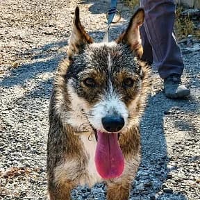 ALUNA, UNA PEQUEÑA SUPERVIVIENTE, female Mixed Breed for adoption at Amigos X Los Animales